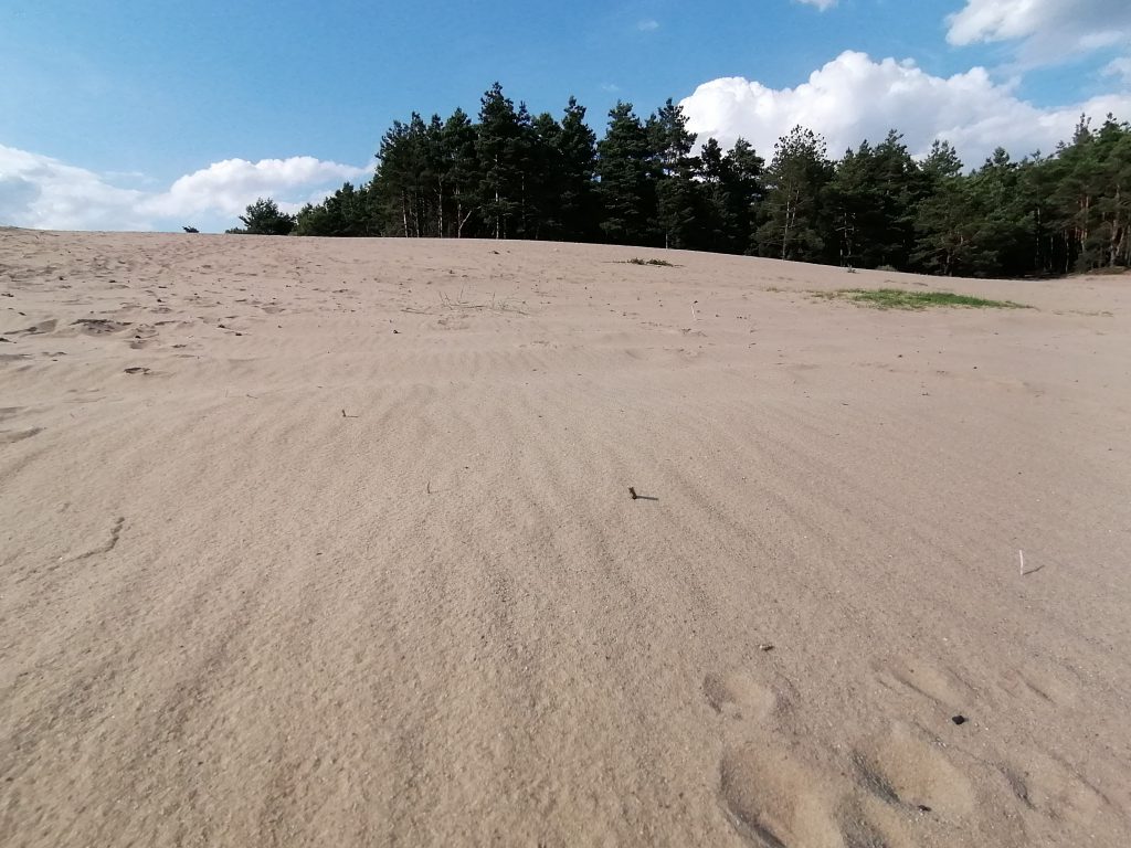 Blick vom Dąbrówka-Hügel über den baumlosen Teil der Błędów-Wüste
